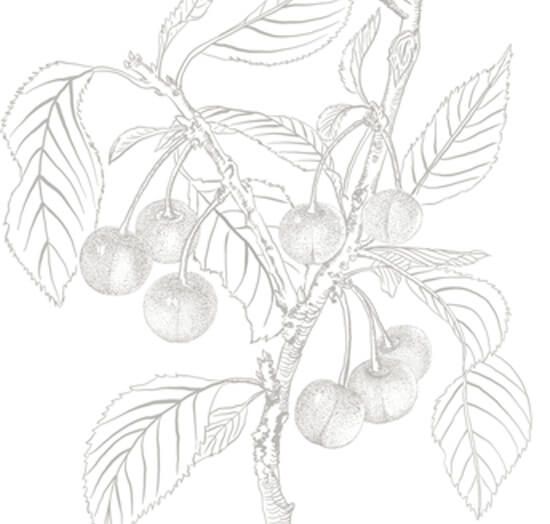 Collection extraordinaire moonlight cherry