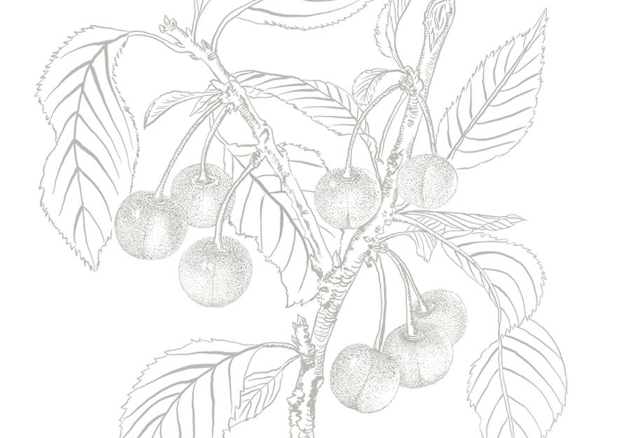 Collection extraordinaire moonlight cherry