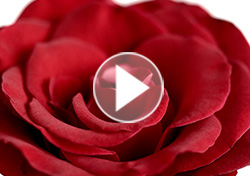 Van Cleef and Arpels Van Cleef and Arpels Collection Extraordinaire 1 Mobile