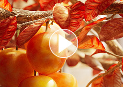 Solférino 10 –  L’Eté Avenue Gabriel