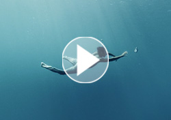 Lacoste Original Aqua 2 EN